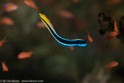 BD-110319-Puerto-Galera-4031-Labroides-dimidiatus-(Valenciennes.-1839)-[Bluestreak-cleaner-wrasse.-Blå-putsarfisk].jpg